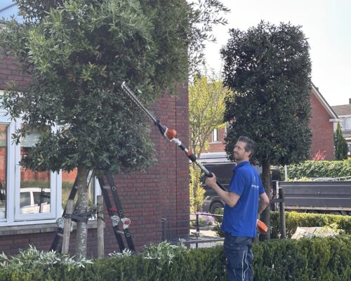 Tuin onderhoud - Terug knippen van te groot geworden cilindervormige steeneik
